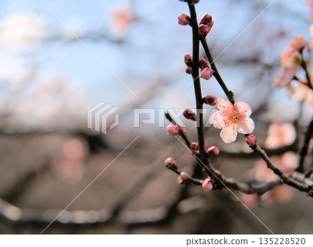 陽光明媚的一月天，紅梅花「紅頭寺」盛開。 135228520