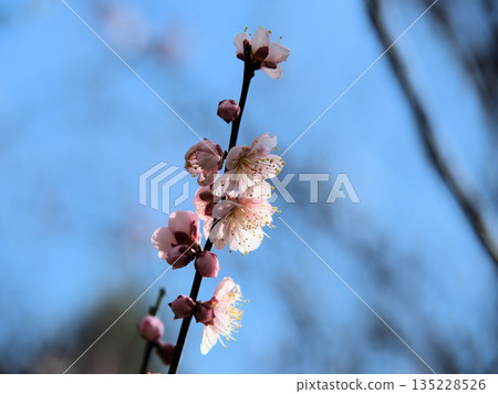 Red plum blossoms "Koutoji" bloom on a sunny January day Red plum blossoms "Koutoji" bloom on a sunny January day 135228526
