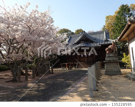 位於德島縣鳴門市武屋町林崎妙顯山上的妙顯神社，櫻花盛開的季節景色 135228595