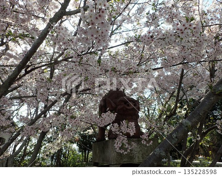 位於德島縣鳴門市武屋町林崎妙顯山上的妙顯神社,櫻花盛開的季節景色 位於德島縣鳴門市武屋町林崎妙顯山上的妙顯神社,櫻花盛開的季節景色 135228598