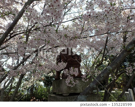 位於德島縣鳴門市武屋町林崎妙顯山上的妙顯神社,櫻花盛開的季節景色 位於德島縣鳴門市武屋町林崎妙顯山上的妙顯神社,櫻花盛開的季節景色 135228599