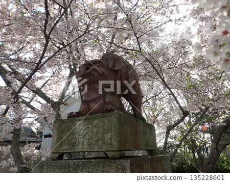 位於德島縣鳴門市武屋町林崎妙顯山上的妙顯神社,櫻花盛開的季節景色 位於德島縣鳴門市武屋町林崎妙顯山上的妙顯神社,櫻花盛開的季節景色 135228601