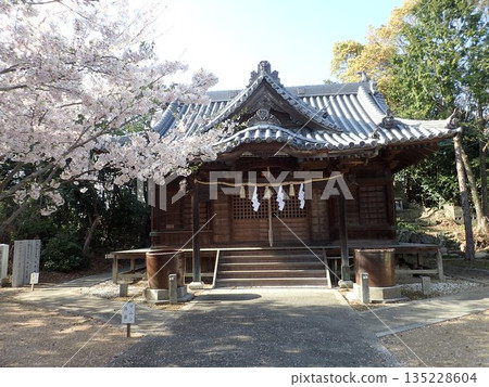 位於德島縣鳴門市武屋町林崎妙顯山上的妙顯神社，櫻花盛開的季節景色 135228604