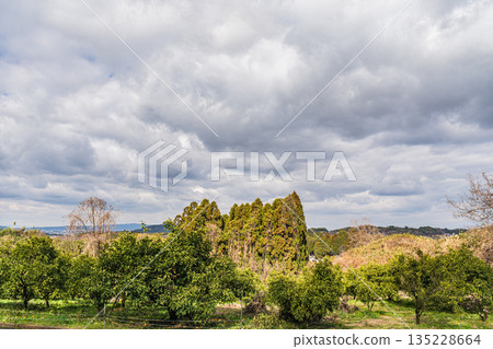 奈良縣飛鳥村飛鳥的冬季景色 奈良縣飛鳥村飛鳥的冬季景色 135228664