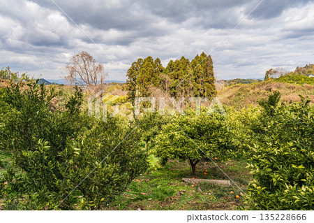 奈良縣飛鳥村飛鳥的冬季景色 135228666