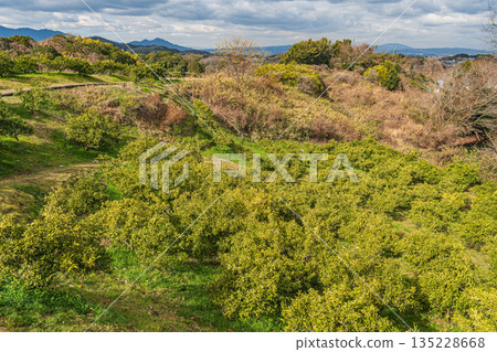 Asuka mountainside orchards, Asuka Village, Nara Prefecture 135228668
