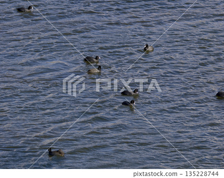 A flock of coots floating down the river A flock of coots floating down the river 135228744