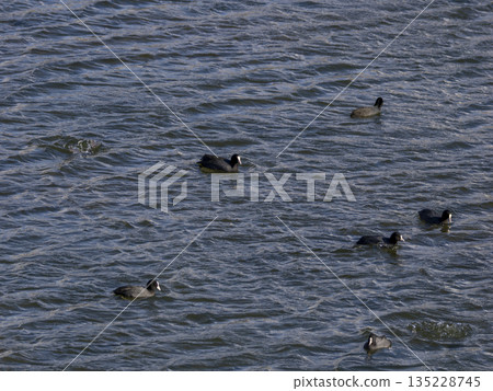 A flock of coots floating down the river 135228745