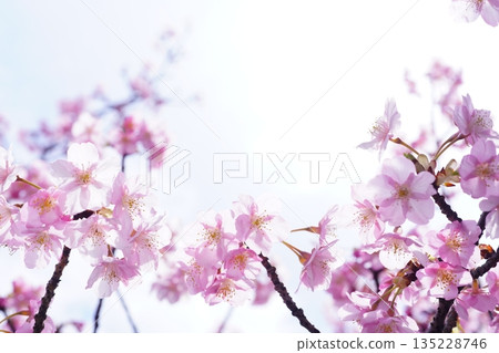 Kawazu cherry blossoms 8848 Kawazu cherry blossoms 8848 135228746