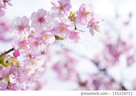 Kawazu cherry blossoms 8866 Kawazu cherry blossoms 8866 135228751