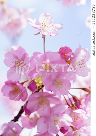 Kawazuzakura8889 Kawazuzakura8889 135228759