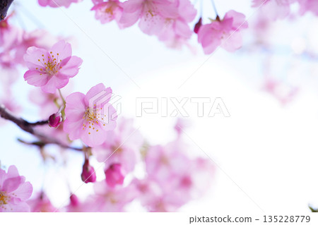 河津櫻花 8949 河津櫻花 8949 135228779