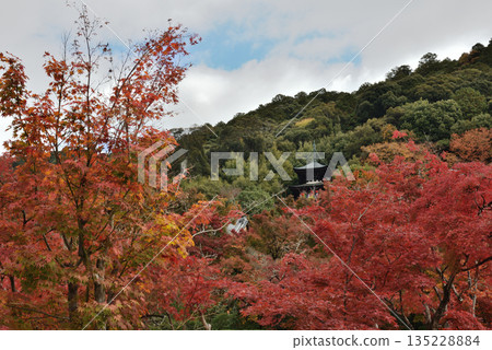 永堂禪林寺 - 楓樹環繞的多寶塔(京都市左京區) 永堂禪林寺 - 楓樹環繞的多寶塔(京都市左京區) 135228884