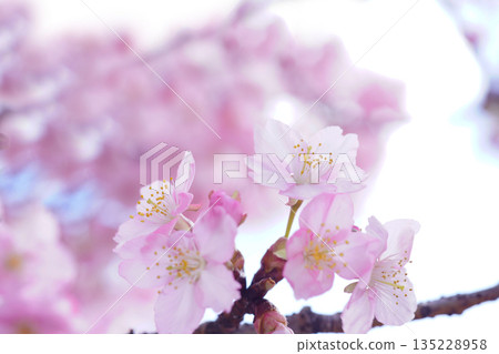 河津櫻花 8777 135228958