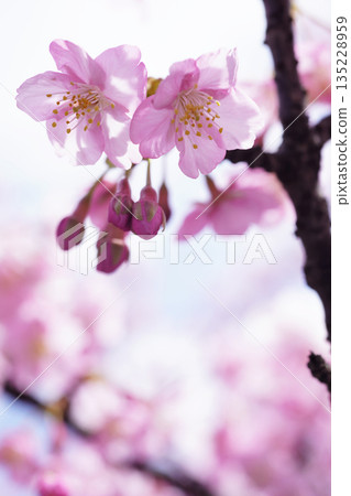河津櫻花 8783 135228959