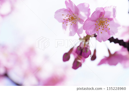 Kawazu cherry blossoms 8784 135228960