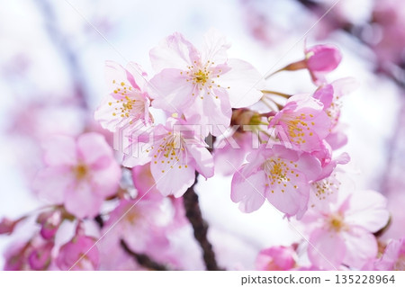 河津櫻花 8797 河津櫻花 8797 135228964