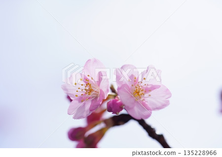 河津櫻花 8806 河津櫻花 8806 135228966