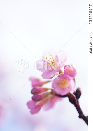 Kawazu cherry blossoms 8810 Kawazu cherry blossoms 8810 135228967