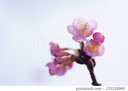 Kawazu cherry blossoms 8813 Kawazu cherry blossoms 8813 135228968