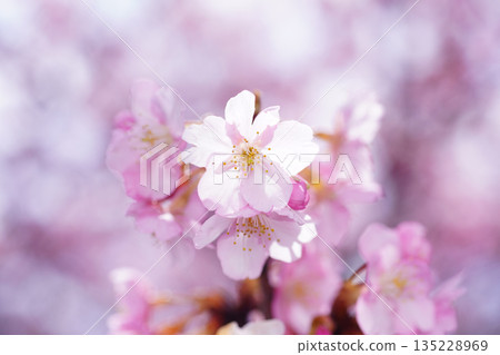 Kawazu cherry blossoms 8825 135228969