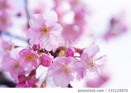 河津櫻花 8830 河津櫻花 8830 135228970