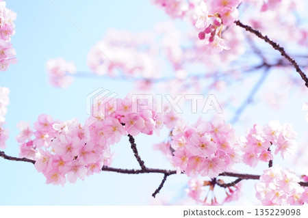 Kawazu cherry blossoms 8649 135229098