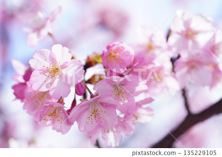 Kawazuzakura 8676 Kawazuzakura 8676 135229105
