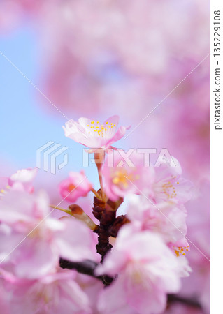 河津櫻花 8684 河津櫻花 8684 135229108