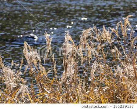 Withered silver grass ears by the water 135229135