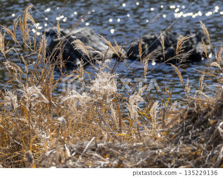 Withered silver grass ears by the water 135229136