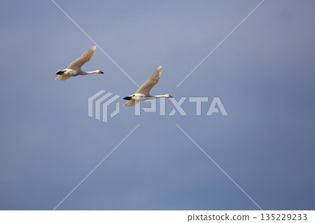 Winter visitors Winter visitors 135229233