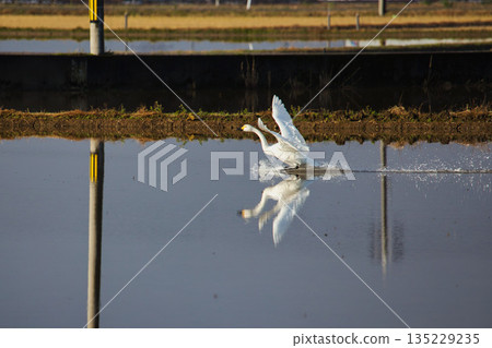 Winter visitors 135229235