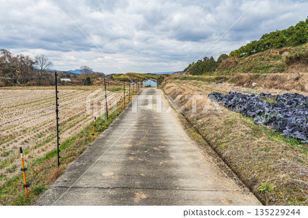 Winter rural scenery, Asuka Village, Nara Prefecture 135229244