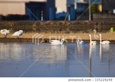 冬季遊客 135229249