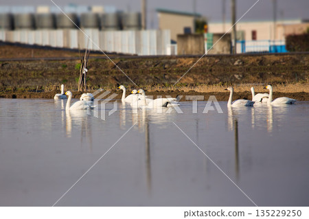 冬季遊客 冬季遊客 135229250
