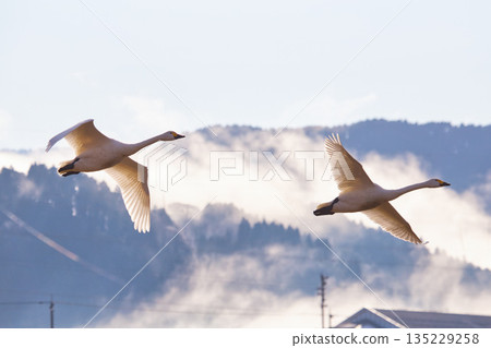 Winter visitors 135229258