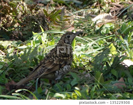 一隻雌性斑鳩在地面上行走 一隻雌性斑鳩在地面上行走 135229308