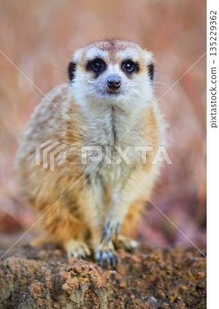 一隻狐狸獴棲息在被枯草環繞的岩石上。 135229362