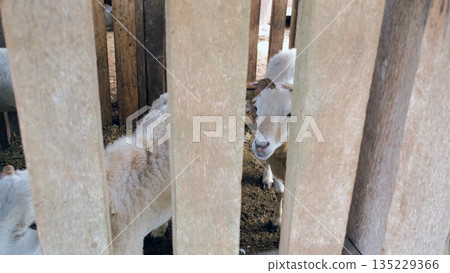 A group of sheep gathered in a cozy barn creating a rural atmosphere The sheep are seen through gaps in a wooden fence showcasing farm life A group of sheep gathered in a cozy barn creating a rural atmosphere The sheep are seen through gaps in a wooden fence showcasing farm life 135229366
