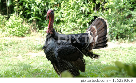 A turkey grazes peacefully in a vibrant green area The bird displays colorful plumage showcasing its beauty as it forages in sunlight 135229369