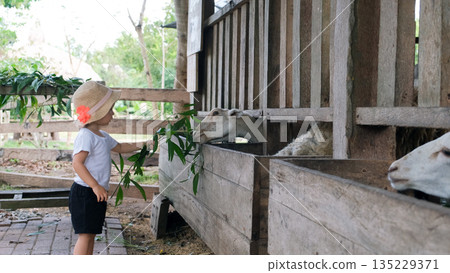 A young girl in a sun hat tenderly offers fresh leaves to sheep at a farm She enjoys the interaction surrounded by rustic wooden structures and greenery 135229371
