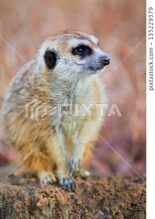 一隻狐狸獴站在岩石上眺望遠方。 一隻狐狸獴站在岩石上眺望遠方。 135229379