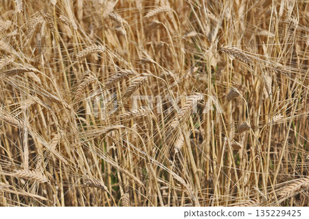 Golden wheat field before harvest 135229425