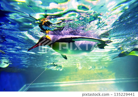 Scenery of the penguin house at Shimane Aquatic Museum Aquas 135229441