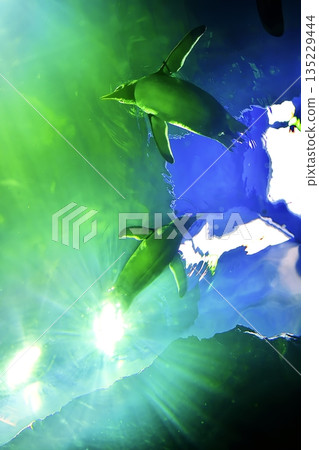 Scenery of the penguin house at Shimane Aquatic Museum Aquas 135229444