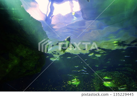 Scenery of the penguin house at Shimane Aquatic Museum Aquas Scenery of the penguin house at Shimane Aquatic Museum Aquas 135229445