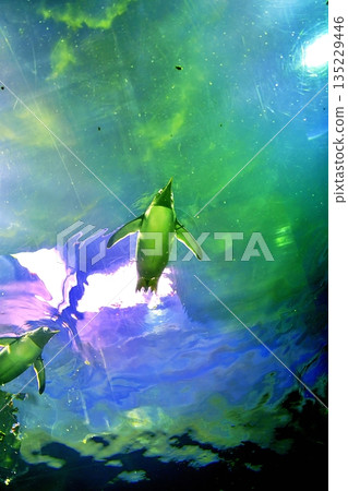 Scenery of the penguin house at Shimane Aquatic Museum Aquas 135229446