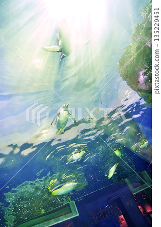 Scenery of the penguin house at Shimane Aquatic Museum Aquas 135229451