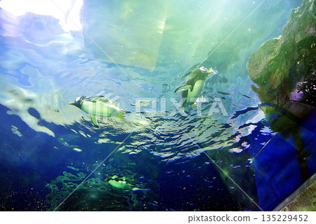 島根水族博物館企鵝館的景色 島根水族博物館企鵝館的景色 135229452